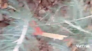 ливанские кедры укоренить черенковать эксперименты