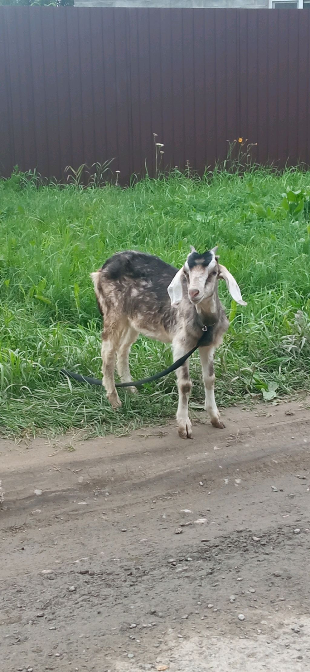 СИГМА КОЗЛЕНОК смотреть онлайн