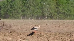 Нарезаю борозды под картофель на мтз 82.1 и вношу минеральное удобрение азафоска на т40