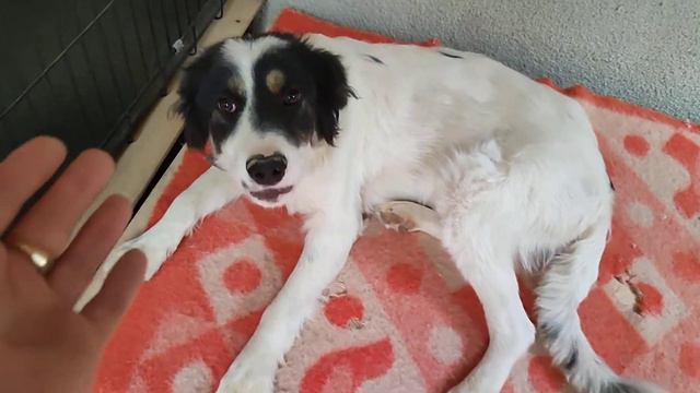 Белка ищет дом. Волгоград смотреть онлайн