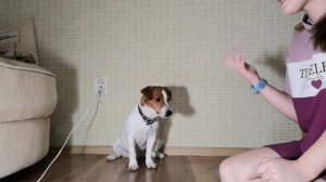 Как с собакой выучить команду СТЫДНО! Несколько СПОСОБОВ! #ДИЗЕЛЬ #dog #ДЖЕК РАССЕЛ ТЕРЬЕР