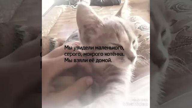 Сима, маленькая киска смотреть онлайн