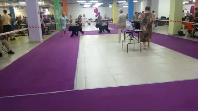 9 июня 2019 г. Голдрайз МОНО Сравнение на ЛПП смотреть онлайн