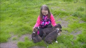 питомник немецких боксеров Nikink Var Hard