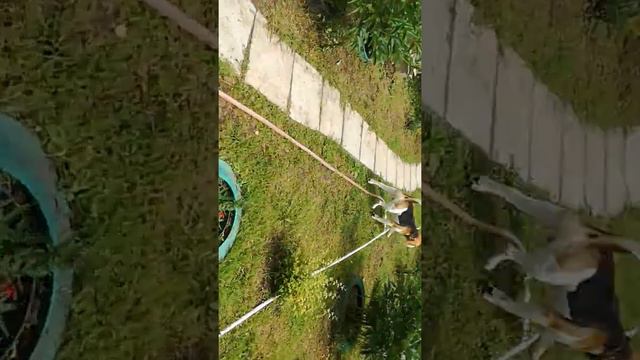 Первая реакция бигля на живую рыбу смотреть онлайн
