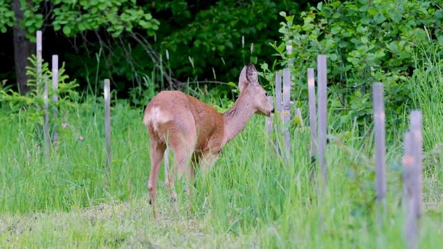 Baby Animals 4K (60FPS) - Cute Young Little Wild Animals With Relaxing Music (Colorfully Dynamic) смотреть онлайн