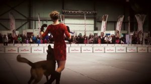 Малинуа (Бельгийская овчарка) - танец «Милорд»