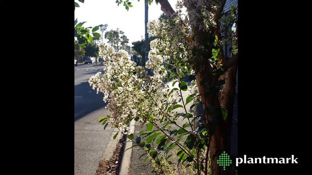 Lagerstreomia Indica (Crepe Myrtle) At Plantmark Wholesale Nurseries