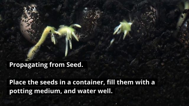 Desert Rose (Adenium) - Ultimate Guide on How to Care for and Grow. смотреть онлайн