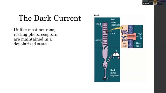 20211008 UofT DOVS VPP Grand Rounds - Discuss Optic Nerve Anatomy, Physiology, Novel Treatments смотреть онлайн