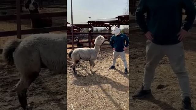 Pranking an alpaca with an alpaca mask смотреть онлайн
