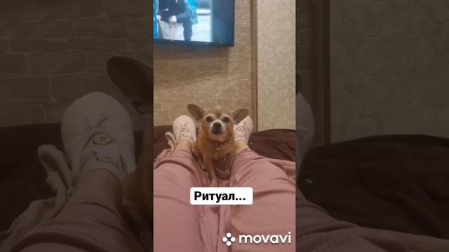 чихуахуа разговаривают)), милота)) смотреть онлайн