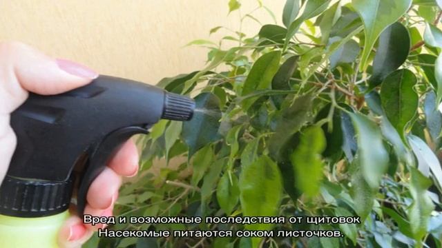 Липкие листья у комнатных растений — причины и борьба смотреть онлайн