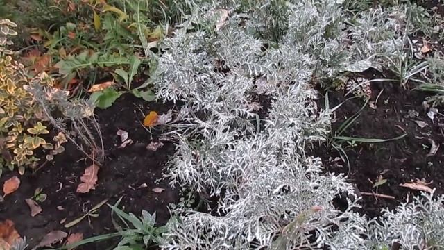 ОСЕННЯЯ ОБРАБОТКА САДА. Искореняющая обработка деревьев. смотреть онлайн