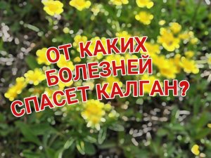 **«Калган: Секреты Древних Целителей»**