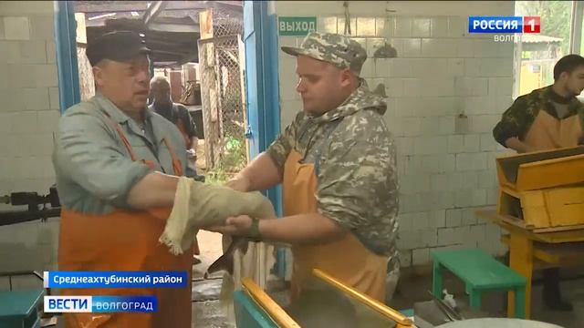 Волгоградские рыбоводы получают потомство стерляди и осетра смотреть онлайн