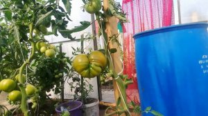 Томат сорта Бизон Черный!!!!!!