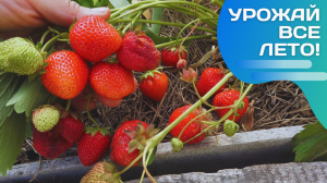 Раннеспелая ремонтантная клубника Вима Рина