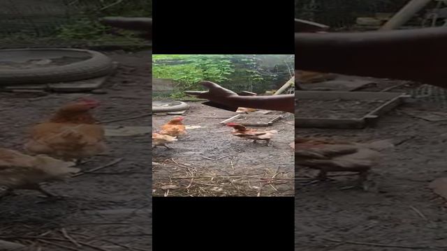 Дед пошел на разборки в курятник