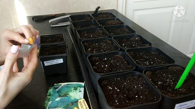 Посев цветной капусты, брокколи и романеско на рассаду смотреть онлайн