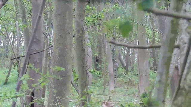 ARES M110 SASS gameplay смотреть онлайн