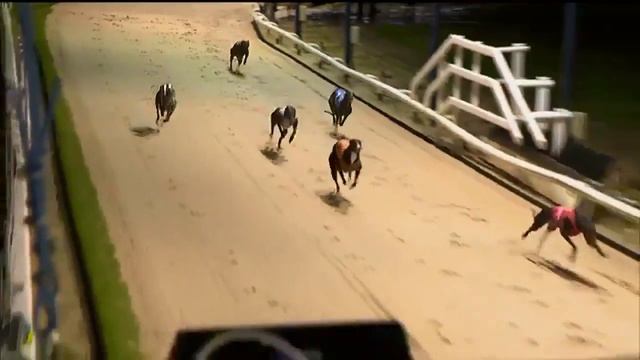 Bubbly Tempest Coming 2nd In Trap 1 In Like Coral On Facebook Marathon At Romford. Xxx смотреть онлайн