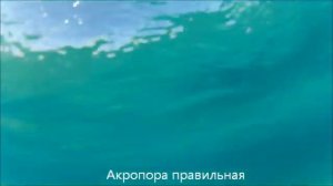 Пароходик Вилли. Релиз 2