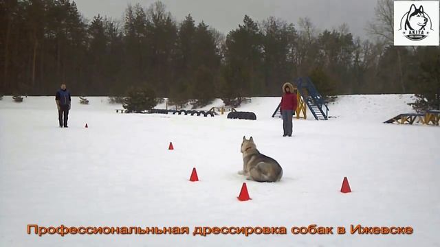 ОКД общий курс дрессировки. смотреть онлайн