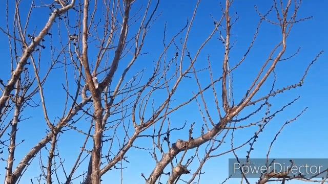 Повреждение морозом почек смотреть онлайн