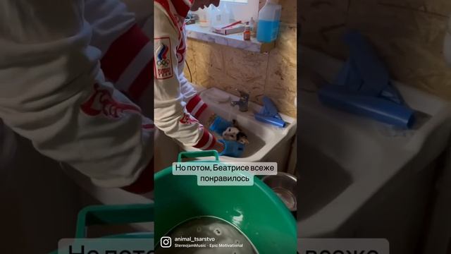 История Беатрис кратко в комментах. #животные #домашниеживотные #собаки #кошки смотреть онлайн