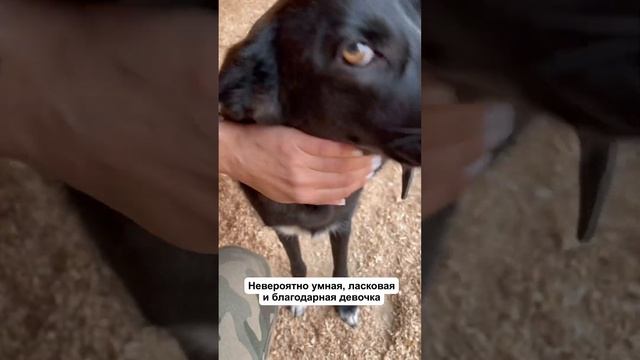 Кормящая собака сутки привязанная просидела на улице? смотреть онлайн