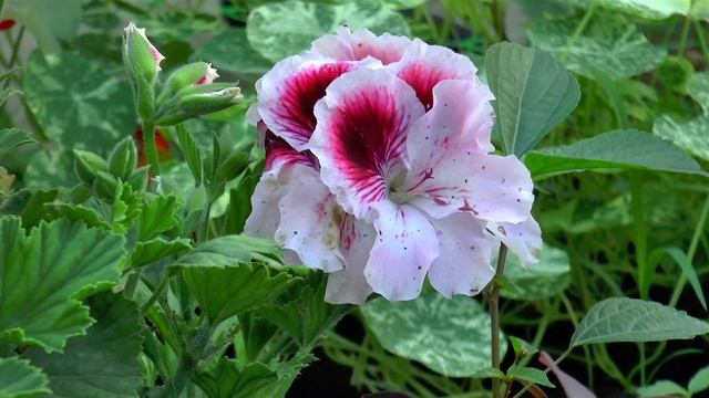 Panasonic HC X920 - color test смотреть онлайн