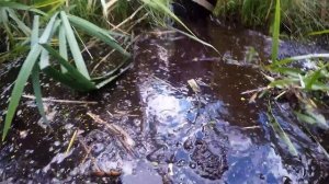 БОЛОТО | поход по болоту.