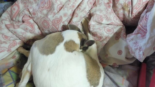 РОЖДЕНИЕ 3 и 4 ЩЕНКОВ Симоны 16.05.23 Принимаю #РОДЫ_ЧИХУАХУА новорожденные щеночки смотреть онлайн