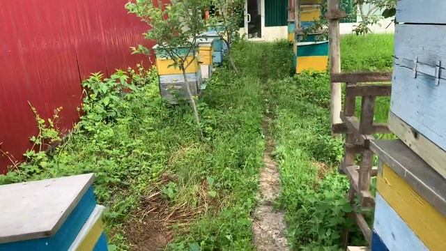ПЕРЕСЫЛКА МЕДОНОСНЫХ ПЧЁЛ В ПЧЁЛОПАКЕТАХ. смотреть онлайн