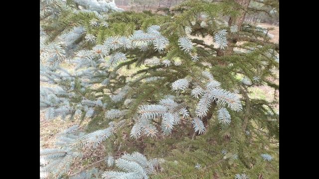 Сказочный снегопад в Кисловодске. Март.2021год. смотреть онлайн