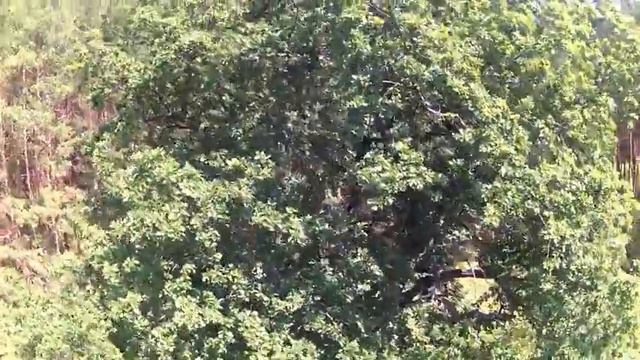 Старый Пичеур и дуб,которому 300 лет ( всегда ) :-) смотреть онлайн