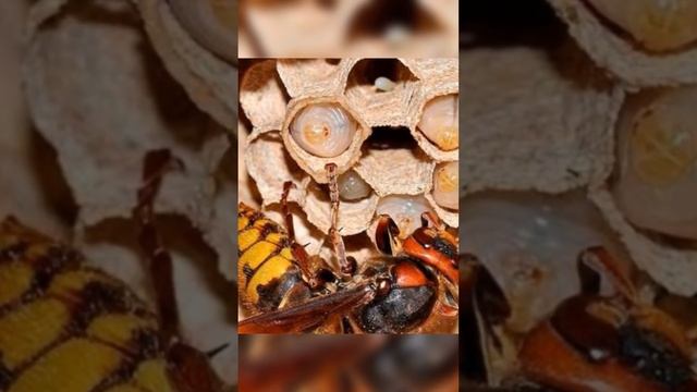 Как шершень убивает пчелу #shorts #bee #пчеловодство смотреть онлайн