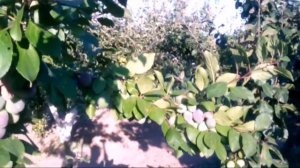 Плодовые гибриды