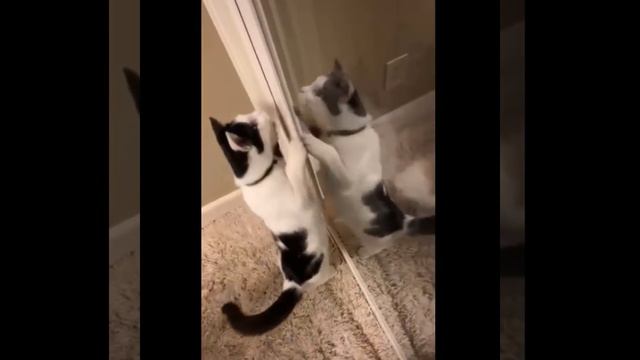 Смешные коты. Он всё таки сделал это! смотреть онлайн