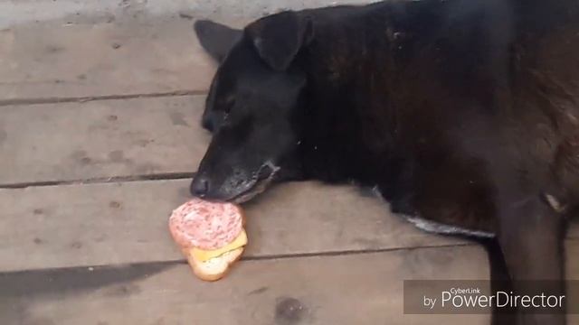 Собака спит на колбасе. Когда жизнь удалась. смотреть онлайн