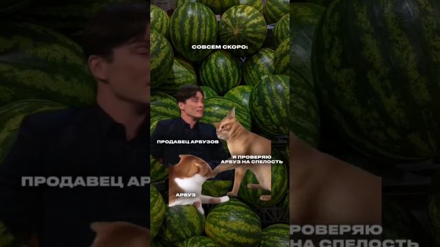 Я на рынке, типо шарю за арбузы