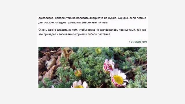Анациклус: посадка и уход в открытом грунте, полезные свойства. смотреть онлайн