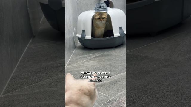 Пушистый влог Гуччи кэт смотреть онлайн