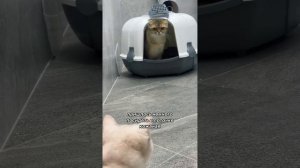 Пушистый влог Гуччи кэт