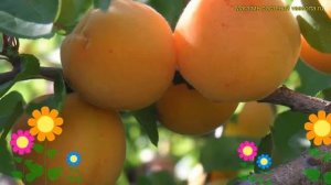 Абрикос обыкновенный Алеша. Краткий обзор, описание характеристик prunus armeniaca ALESHA