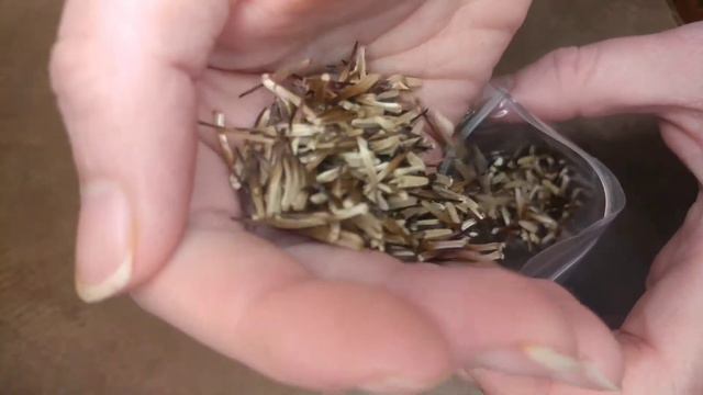 When & How: Harvesting 🌺Echinacea ❇️ Seeds (Purple Coneflowers), Stratification, Storing for 2022! смотреть онлайн