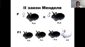 Биология. Тема: «Цитологические основы генетических законов наследования»