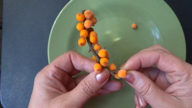 Как собирать облепиху быстро с веточек смотреть онлайн