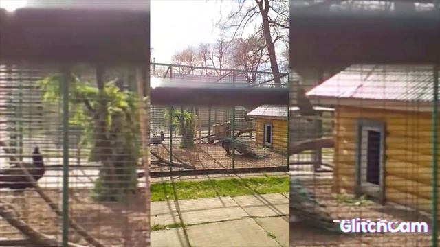 Peacocks beautiful СПОЙ ПАВЛИН???peacocks sing, ?красавцы павлины поют смотреть онлайн